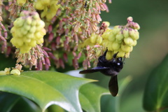 Xylocopa violacea