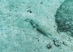 Pseudupeneus prayensis