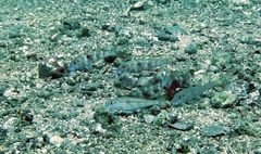 Pseudupeneus prayensis