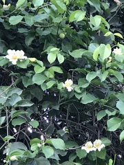 Bignonia potosina