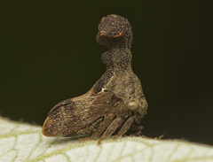 Eutryonia monstrifera