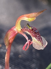 Chiloglottis curviclavia