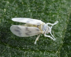 Trialeurodes abutiloneus