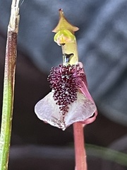 Chiloglottis curviclavia