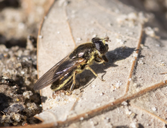 Cheilosia prima