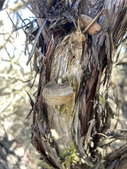 Phellinus arctostaphyli