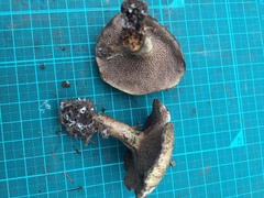 Suillus viscidus