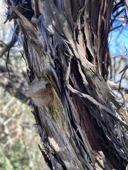 Phellinus arctostaphyli