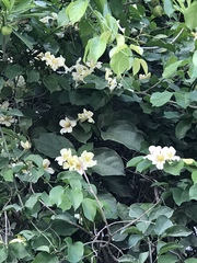 Bignonia potosina