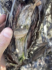 Phellinus arctostaphyli