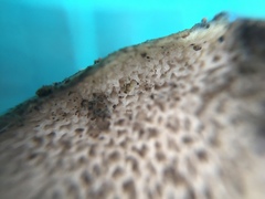 Suillus viscidus
