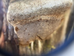 Phellinus arctostaphyli