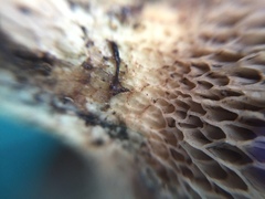 Suillus viscidus