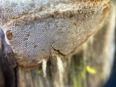 Phellinus arctostaphyli