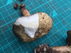 Suillus viscidus