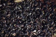Lampanella minima