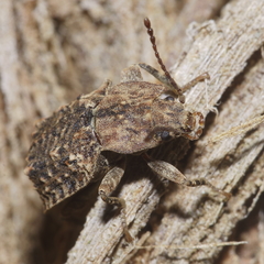Syrphetodes marginatus