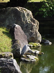 Ardea cinerea