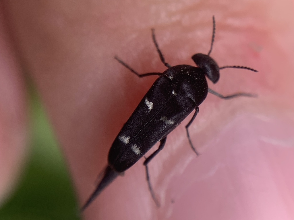 Mordella luctuosa