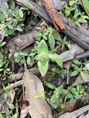 Richardia humistrata