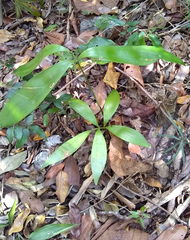 Zamia prasina