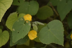 Abutilon grandifolium