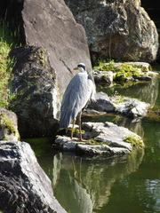 Ardea cinerea