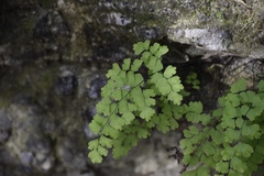Adiantum bellum