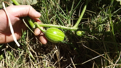 Cucurbita andreana