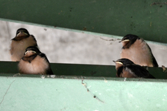 Hirundo rustica