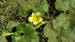 Cucurbita andreana