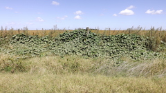 Cucurbita andreana