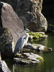 Ardea cinerea
