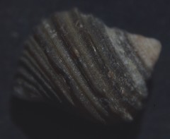 Littorina saxatilis
