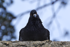 Columba livia domestica