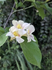 Bignonia potosina