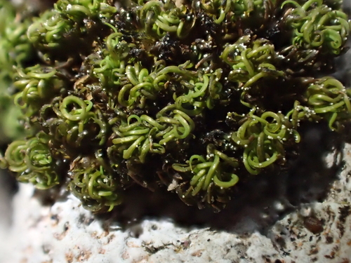 Image of Tortella nitida by (c) George Greiff, some rights reserved (CC BY)