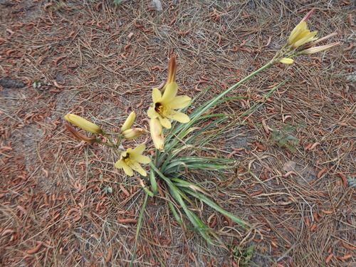 Zephyranthes araucana, photograph 5
