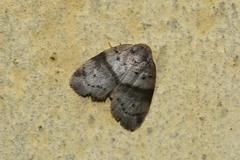 Stictane rectilinea