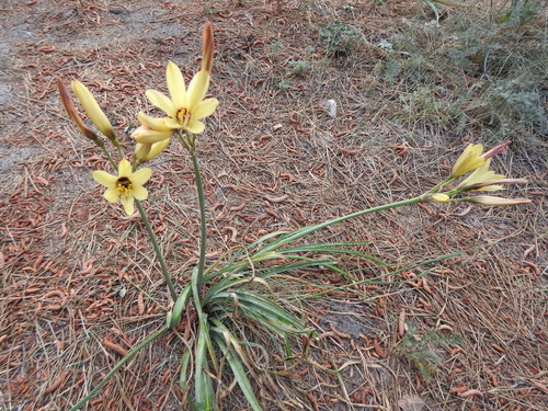 Zephyranthes araucana, photograph 4