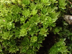 Ptychostomum donianum