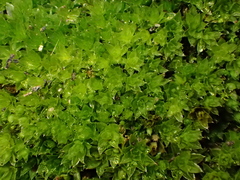 Ptychostomum donianum