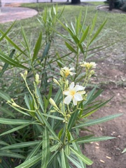 Nerium oleander