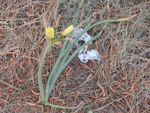 Zephyranthes araucana, photograph 6