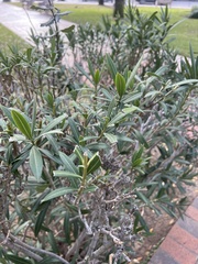Nerium oleander