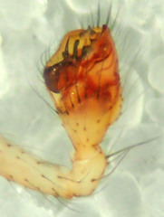 Theridion californicum