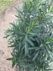 Nerium oleander