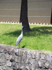 Ardea cinerea