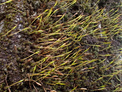 Syntrichia laevipila