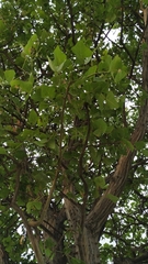 Erythrina velutina